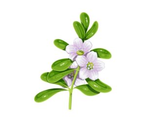 bacopa