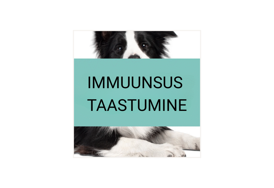 immuunsus