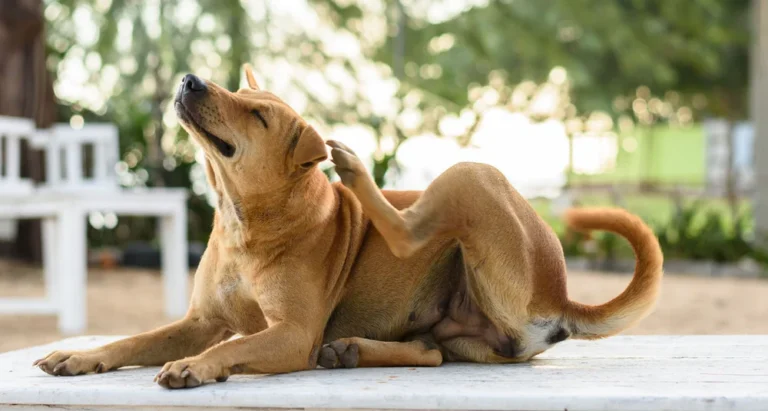 koer ja soolestiku tervis