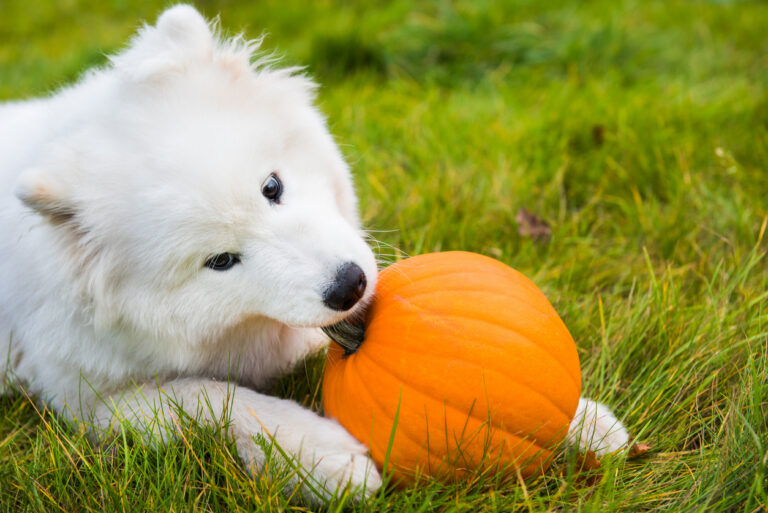 white samoyed dog is eating halloween pumpkin.