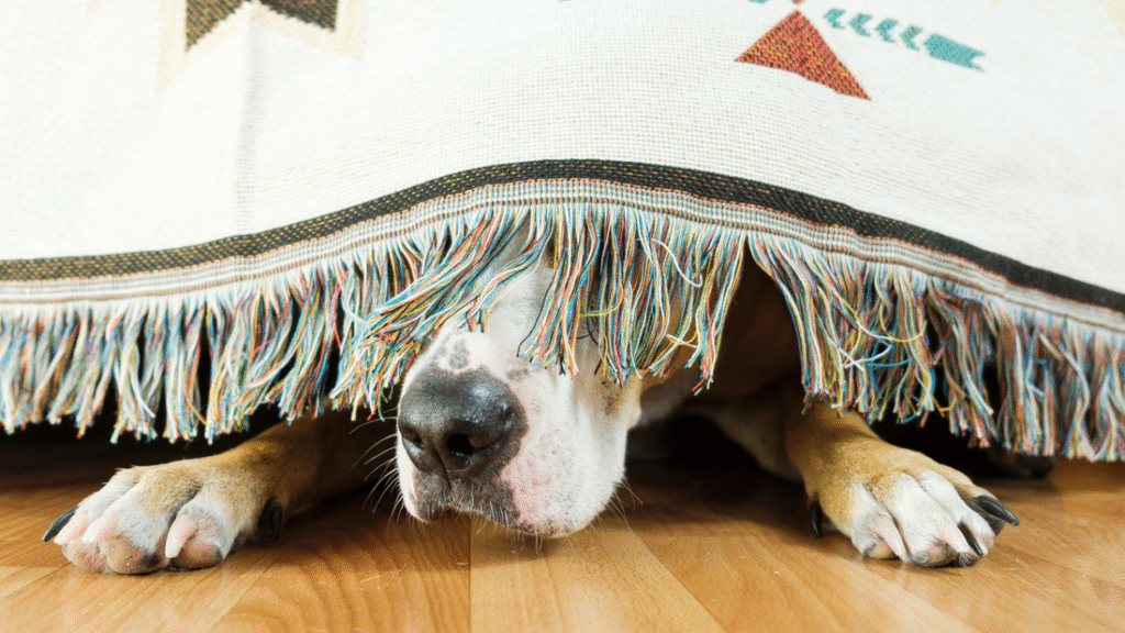 rahustav kasulik info