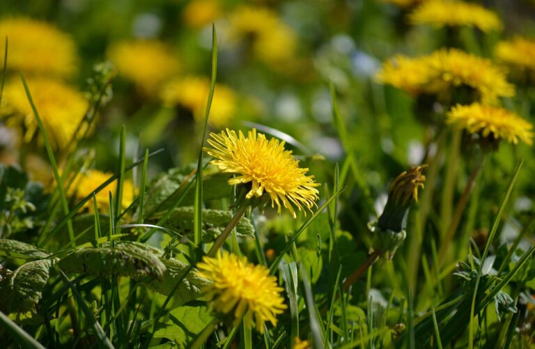 dandelion 8769003 1280