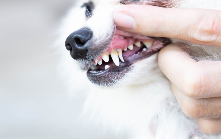 closeup teeth of pomeranian dog with tartar, pet health care concept, selective focus